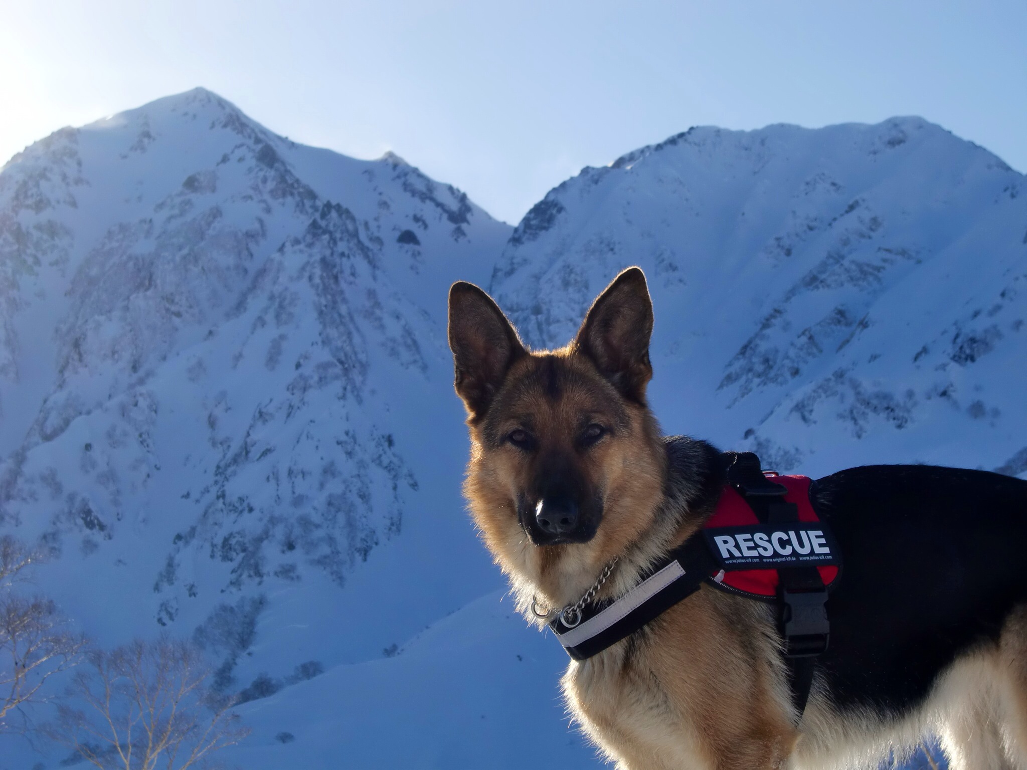 救助犬