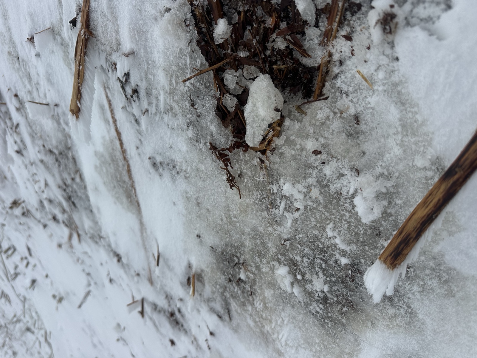 地表直上に形成された氷板（融解凍結クラスト）